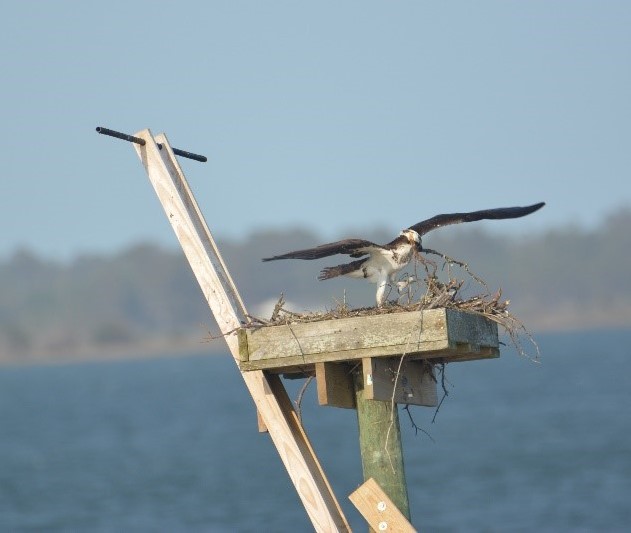 nest repairs11 (2).jpg