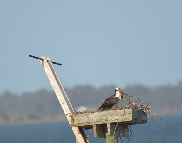 nest repairs2 (2).jpg