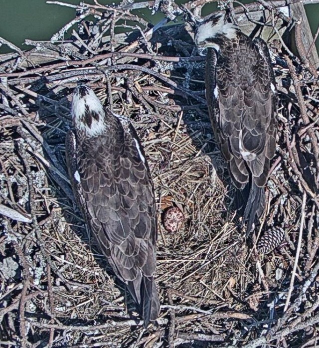 1egg both birds.jpeg