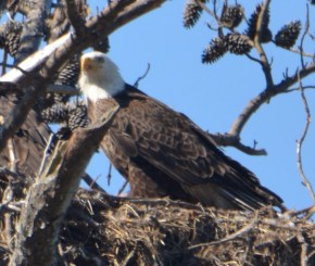 DSC_0015Adult in nrst 1 (2).jpg