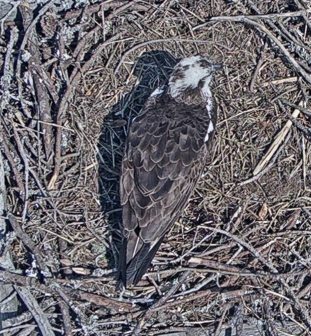 Harriett alone in nest 1 - Copy.jpg