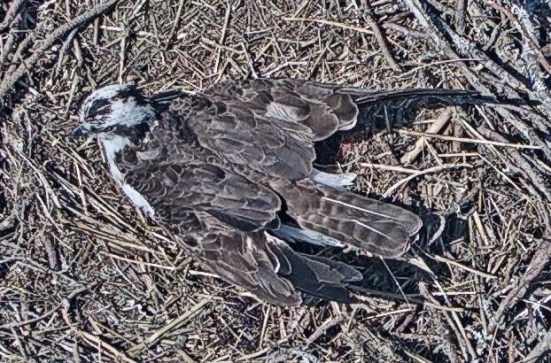 Harriett settling on eggs (2).jpg