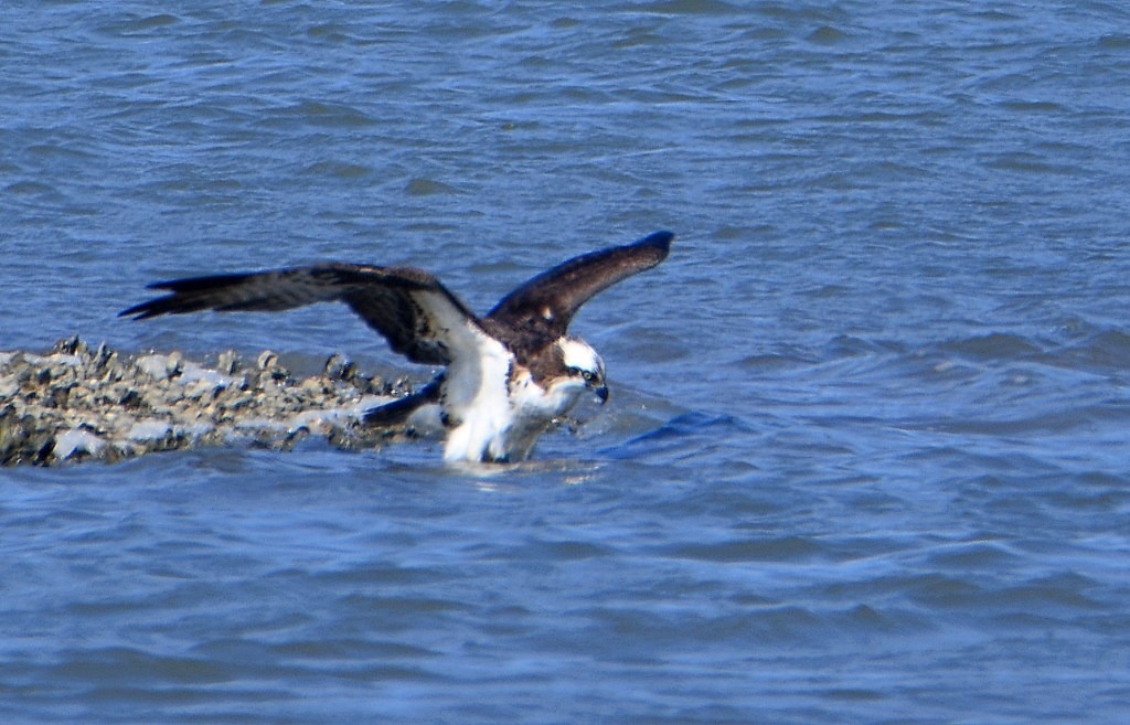 This image has an empty alt attribute; its file name is dsc_0055.jpg