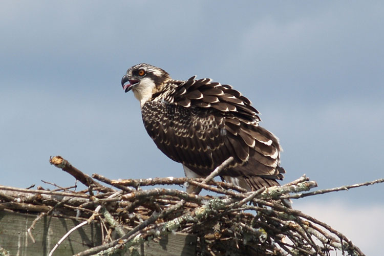 juvenile-osprey-tales